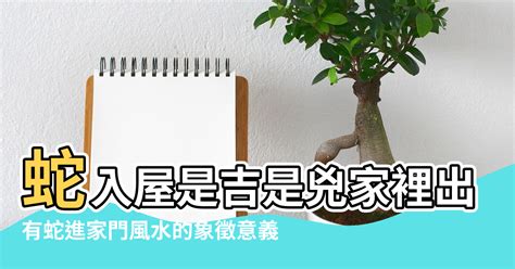 蒼蠅入屋風水|【家裡出現鳥】家裡鳥進來有什麼好兆頭？自來鳥寓意大公開！